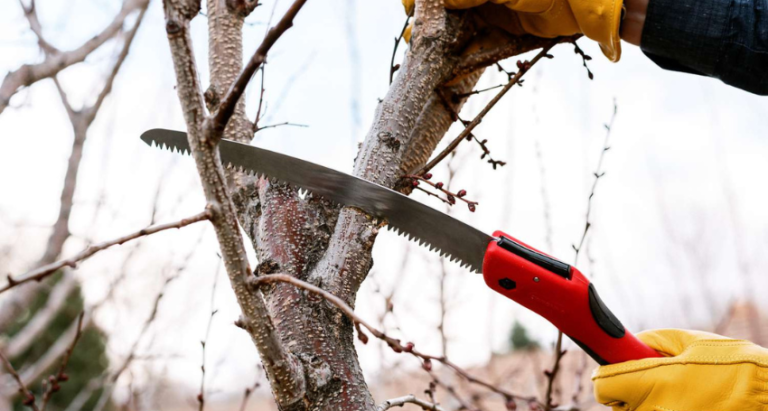 The Best Unbeatable DIY Tree Trimming Guide - (08) 9560 6103