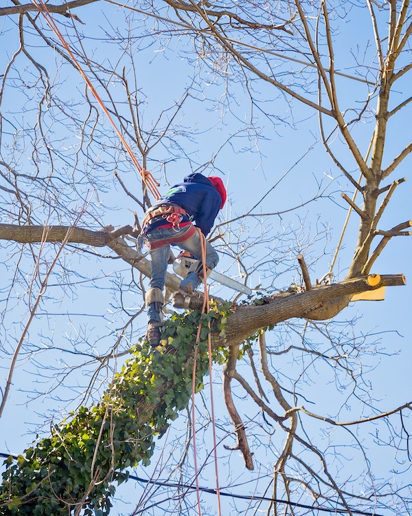 tree removal Lynwood